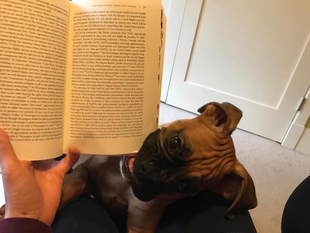 open book held with hand, puppy chewing on corner